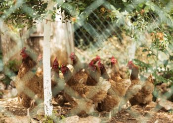 Mengubah Tantangan Menjadi Peluang: Peran Muhammadiyah dalam Bisnis Ayam Pedaging